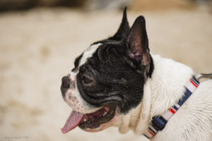 Ensaio de gestante com pet, Ensaio de gestante criativo, Ensaio de gestante ao ar livre, Ensaio de gestante o que usar, Ensaio de gestante na praia, melhor fotógrafa de parto, melhor fotógrafa de família, melhor fotógrafa de peto, clara Sampaio fotografia